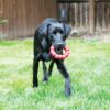 Kong Ring X-Large - Billede 3