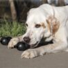 Kong Extreme Goodie Bone Large - Billede 3