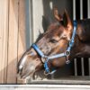 Catago Grime Royal Blue - Pony - Billede 2