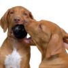 Kong Extreme Ball Medium/Large - Billede 2